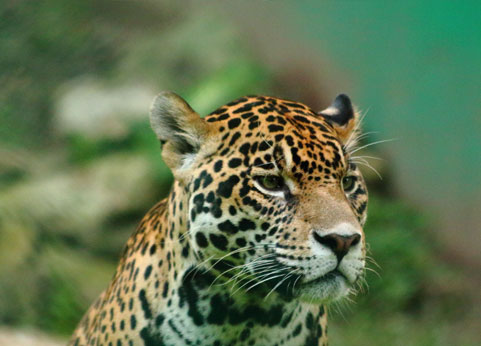 jaguar friendly