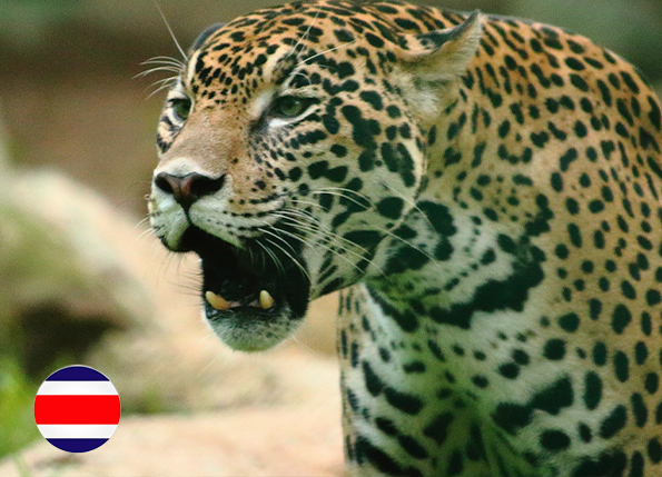 Caracterización del estado actual y formulación del plan de conservación del puma (Puma concolor) en los departamentos de Arauca, Vichada y Casanare.