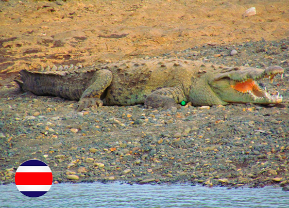 Caracterización del estado actual y formulación del plan de conservación del puma (Puma concolor) en los departamentos de Arauca, Vichada y Casanare.