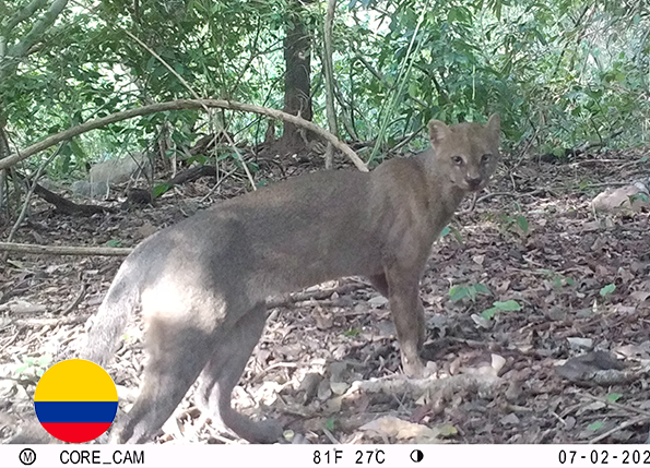 Análisis de conectividad funcional entre los farallones de Medina y el PNN Chingaza: Mamíferos como herramienta de planificación, Jurisdicción de la Corporación Autónoma Regional Del Guavio- CORPOGUAVIO