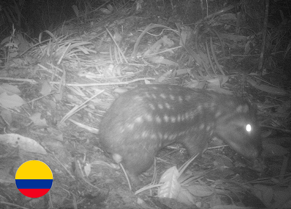 Análisis de conectividad funcional entre los farallones de Medina y el PNN Chingaza: Mamíferos como herramienta de planificación, Jurisdicción de la Corporación Autónoma Regional Del Guavio- CORPOGUAVIO